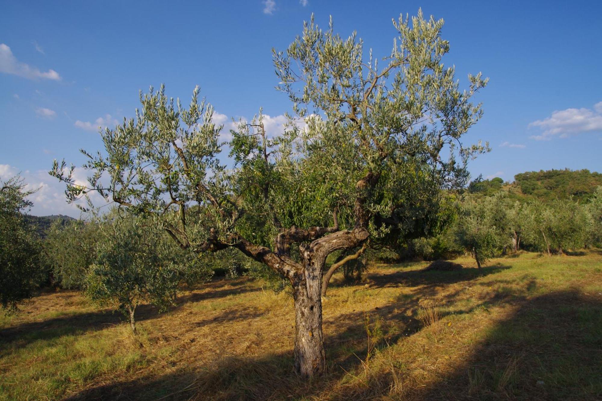 Mezzano In Chianti Strada in Chianti