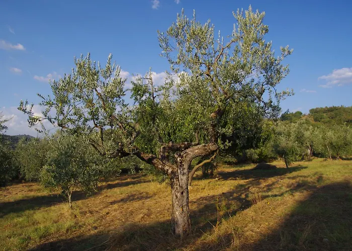 Mezzano In Chianti